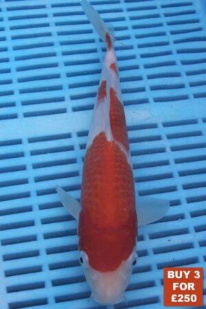 6590 Kohaku 8to10in £99