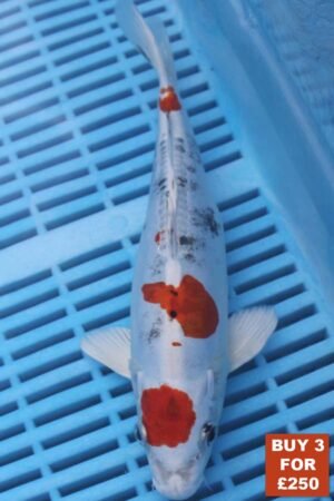 6593 Doitsu Yamatonishki 8to10in £99