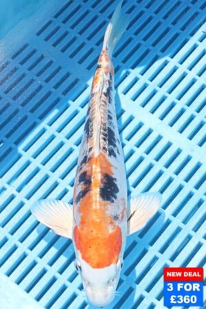 6612 Doitsu Kujaku 10to12in £160