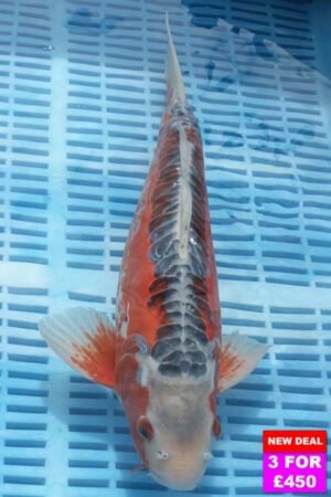 6620 Shusui 12to14in £190