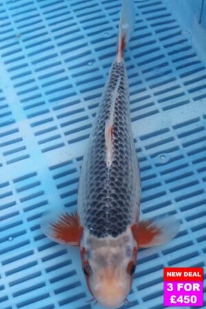 6624 Asagi 12to14in £190