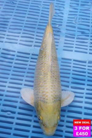 6625 Gin Rin Yambuki 12to14in £190