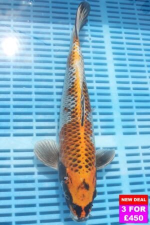 6631 Kujaku 12to14in £190