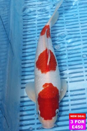 6640 Kohaku 12to14in £190