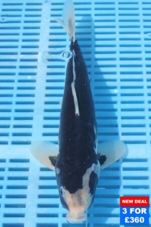 6665 Matsukawabake 10to12in £160.JPG