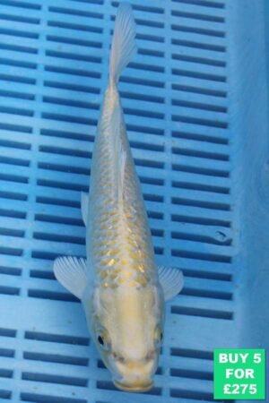 6676 Gin Rin Yambuki 7to8in £60.JPG
