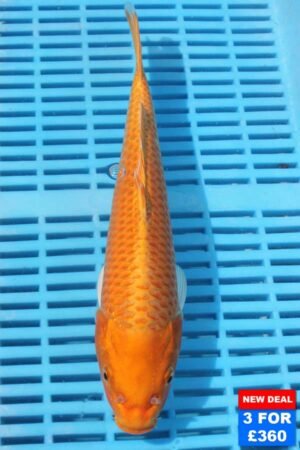 6677 Orenji Ogon 10to12in £160.JPG