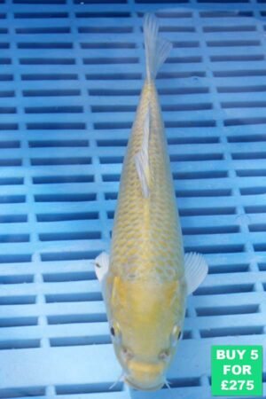 6680 Yamabuki 7to8in £60.JPG