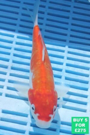 6682 Kohaku 7to8in £60.JPG