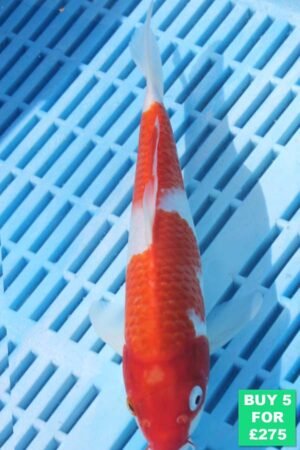 6686 Kohaku 7to8in £60.JPG