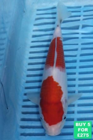6691 Kohaku 7to8in £60.JPG