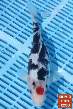 6717 Tancho Sanke 8to10in £99.JPG
