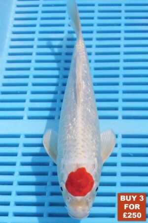 6722 Tancho Kohaku 8to10in £99.JPG