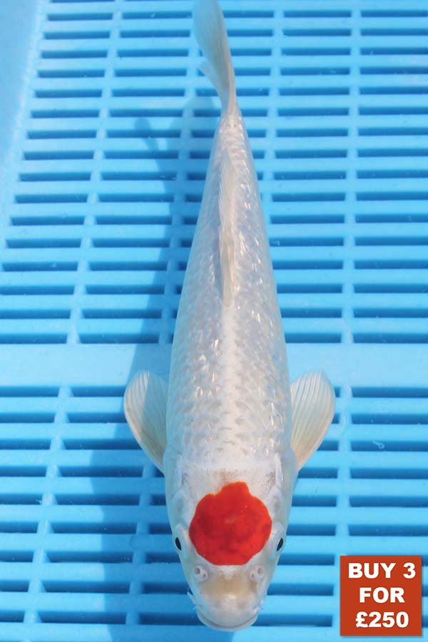6722 Tancho Kohaku 8to10in £99.JPG