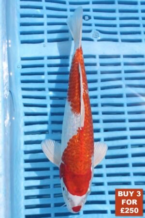 6723 Gin Rin Kohaku 8to10in £99.JPG