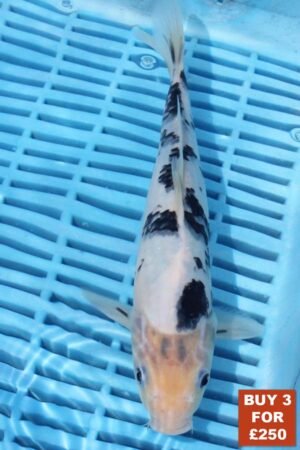 6724 Shiro Bekko 8to10in £99.JPG