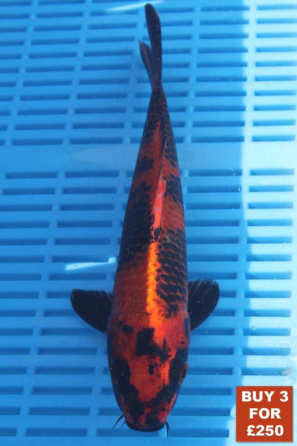 6730 Hi Utsuri 8to10in £99.jpg