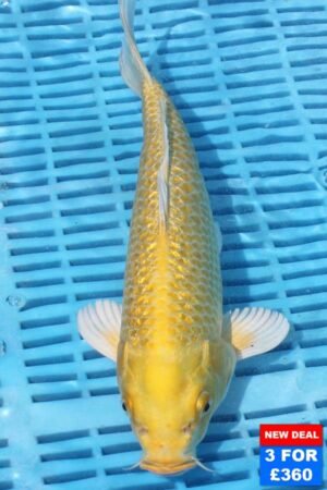 6750 Gin Rin Yambuki 10to12in £160.jpg