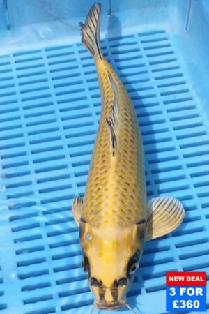 6755 Matsuba 10to12in £160.jpg