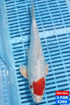 6758 Tancho Kohaku 10to12in £160.jpg