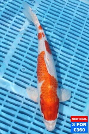 6770 Kohaku 10to12in £160.jpg