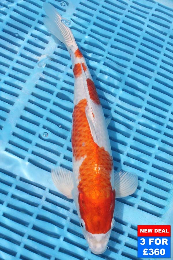 6770 Kohaku 10to12in £160.jpg