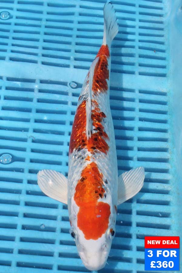 6780 Gin Rin Yamatonishki 10to12in £160.jpg