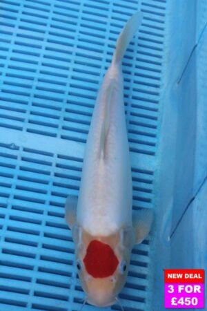 6790 Tancho Kohaku 12to14in £190.jpg