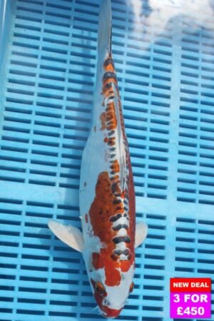 6791 Doitsu Kujaku 12to14in £190.jpg