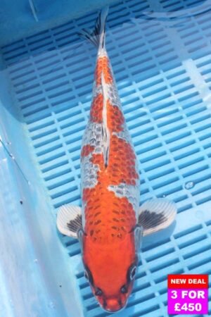 6802 Gin Rin Kujaku 12to14in £190.jpg