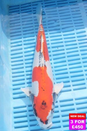 6804 Doitsu Kujaku 12to14in £190.jpg