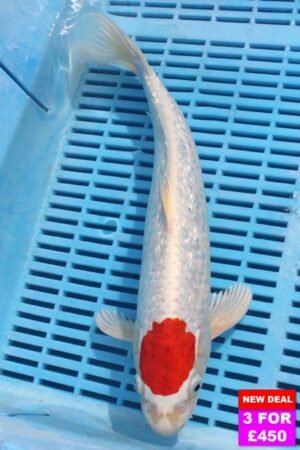 6808 Tancho Kohaku 12to14in £190.jpg