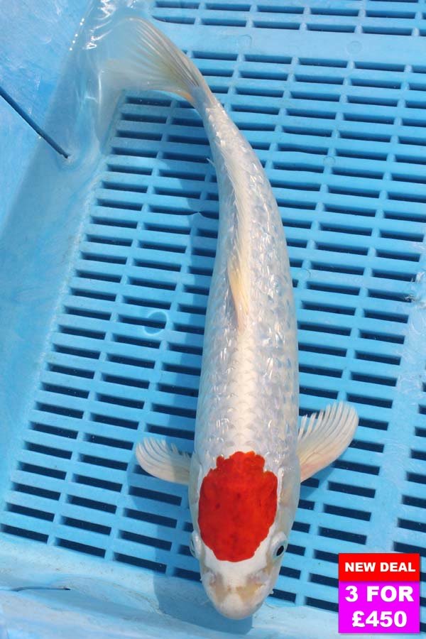 6808 Tancho Kohaku 12to14in £190.jpg