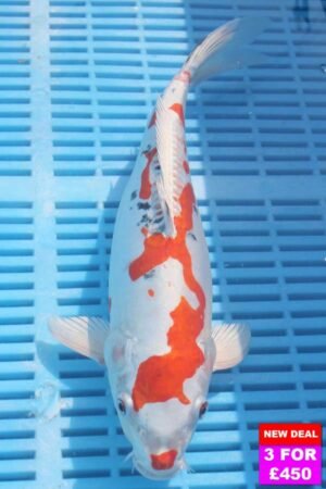 6815 Doitsu Kujaku 12to14in £190.jpg