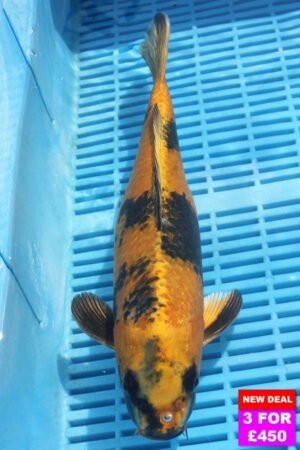 6817 Kin Ki Utsuri 12to14in £190.jpg