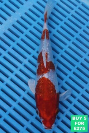 6825 Gin Rin Kohaku 7to8in £60.jpg