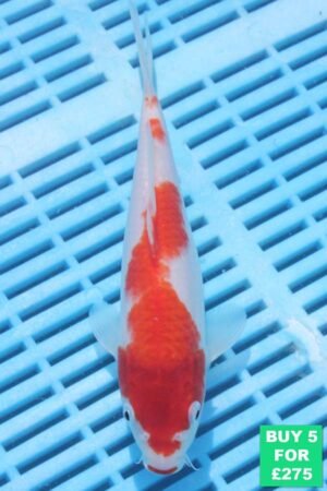 6832 Kohaku 7to8in £60.jpg
