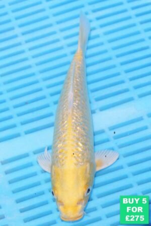 6833 Gin Rin Yambuki 7to8in £60.jpg