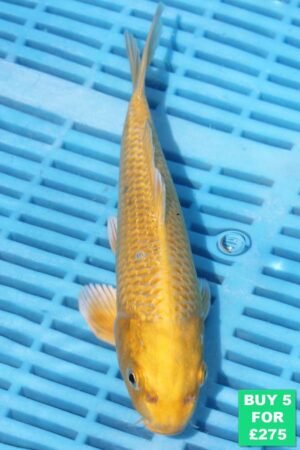 6836 Yamabuki 7to8in £60.jpg