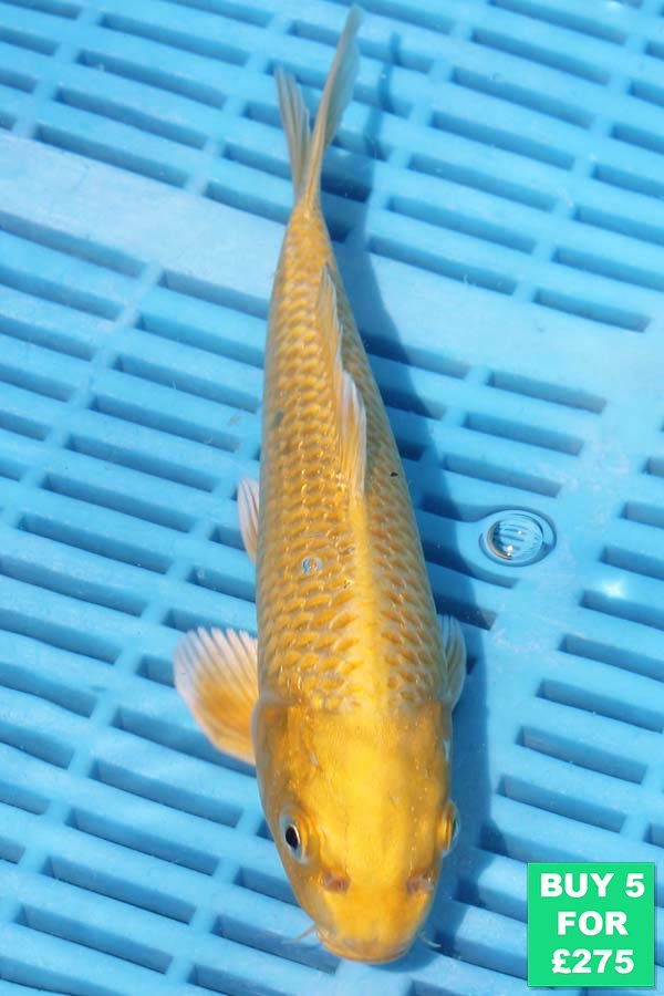 6836 Yamabuki 7to8in £60.jpg