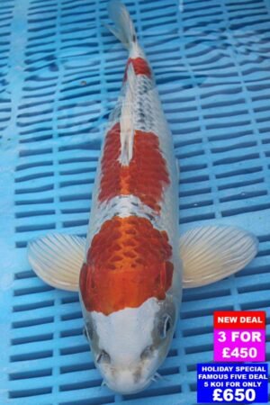6114 Yamatonishki 12to14in £190
