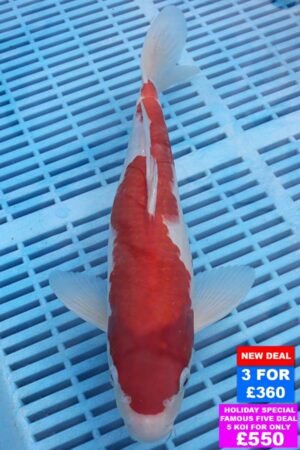 6118 Kohaku 10to12in £160