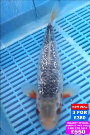 6121 Gin Rin Assagi 10to12in £160
