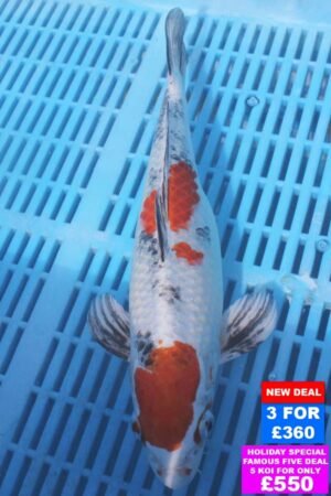 6135 Yamatonishki 10to12in £160