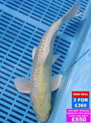 6151 Gin Rin Yambuki 10to12in £160
