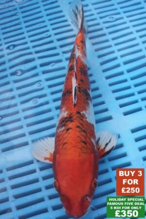 6175 Yamatonishki 8to10in £99
