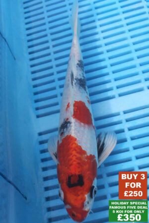 6216 Yamatonishki 8to10in £99