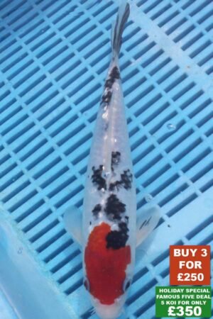 6223 Gin Rin Sanke 8to10in £99