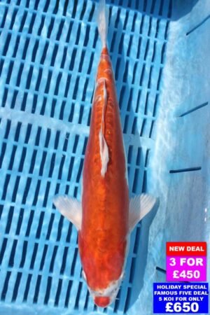 6290 Kikisui 12to14in £190.