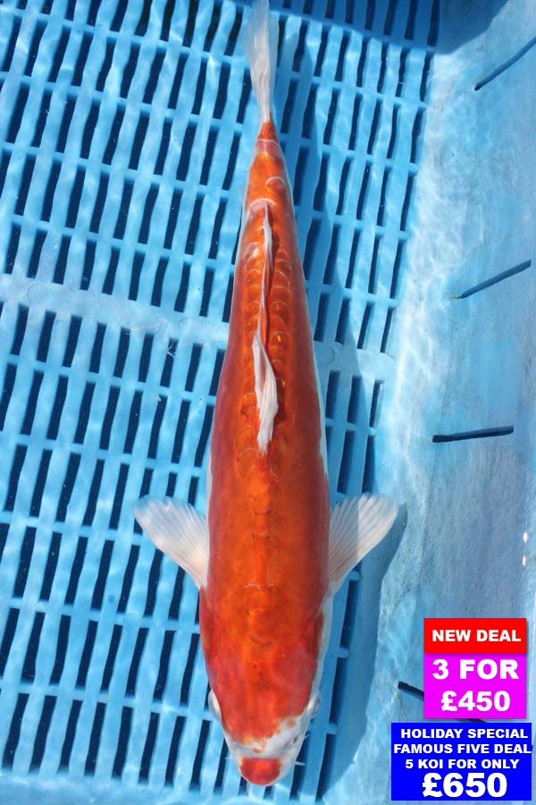 6290 Kikisui 12to14in £190.